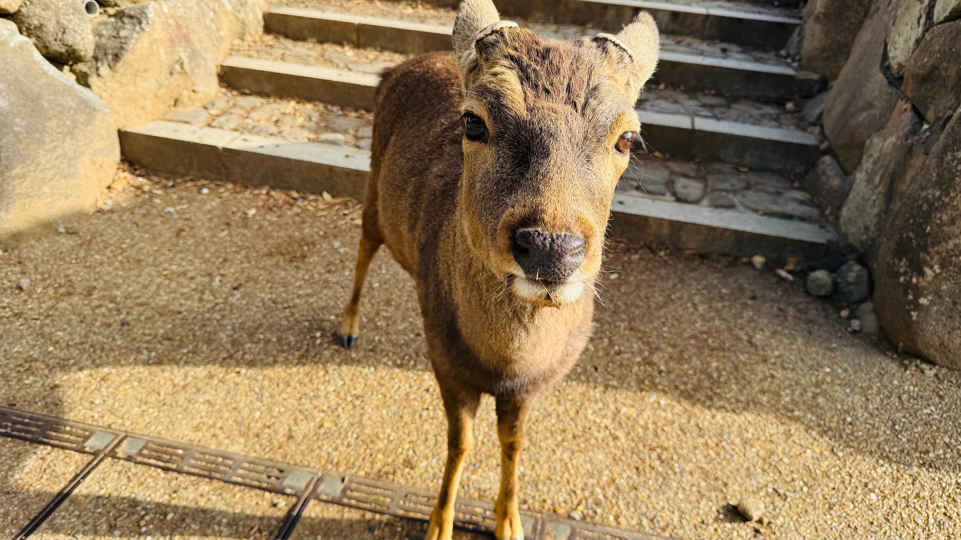 奈良の鹿