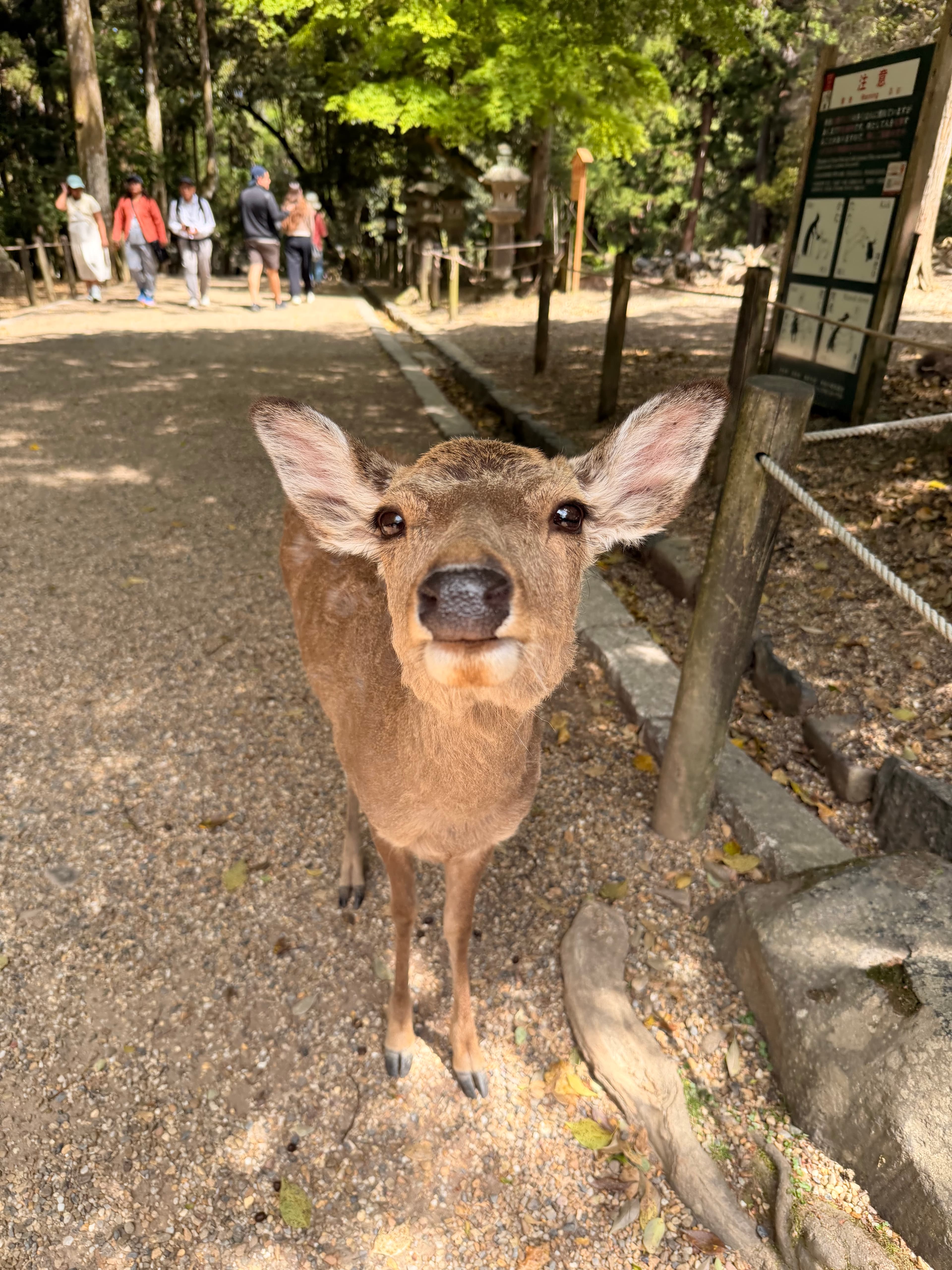 奈良の鹿